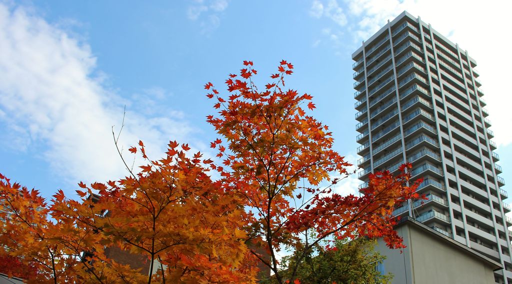 紅葉とマンション
