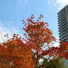 紅葉とマンション