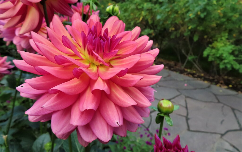 札幌　１０月の花事情　２