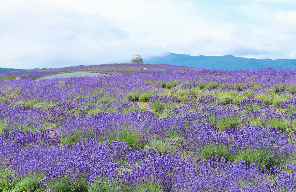 頭大仏とラベンダー　囲まれて