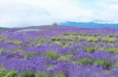 頭大仏とラベンダー　囲まれて