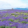 頭大仏とラベンダー　囲まれて
