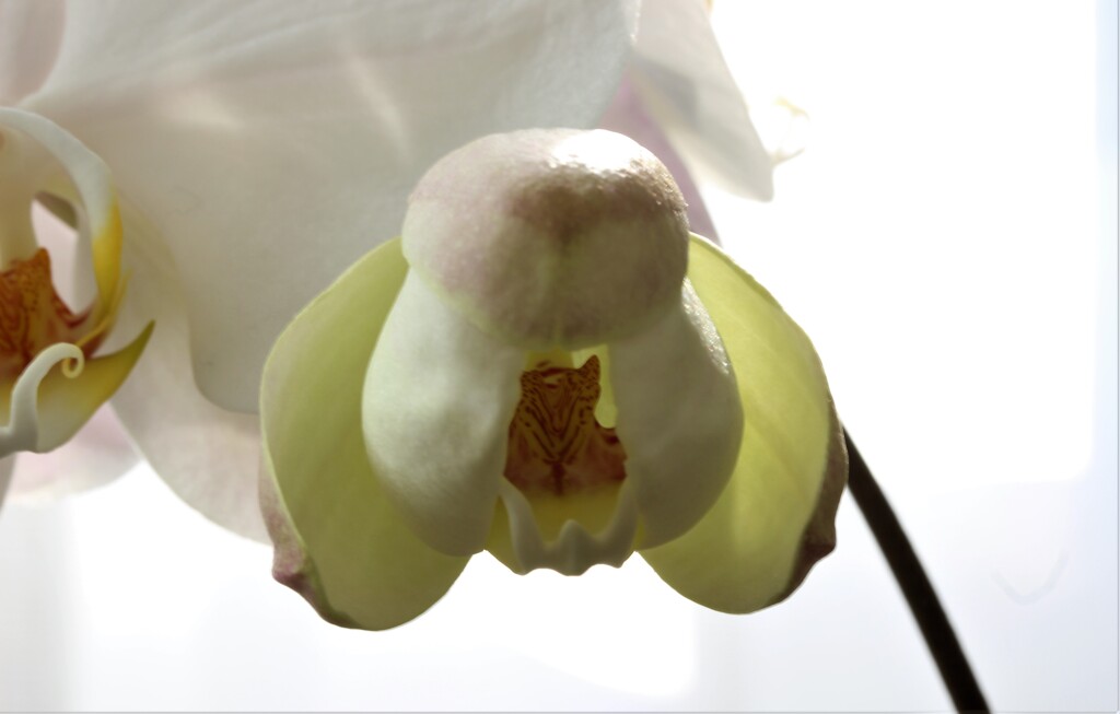我が家の蘭日記　４月３０日