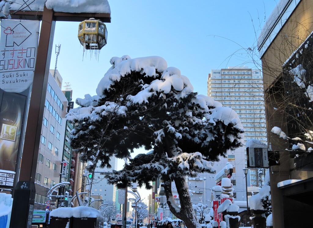 ススキノ　松にも雪