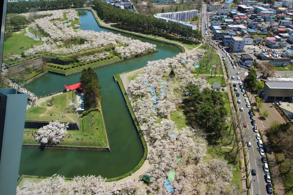 五稜郭の桜　Ⅴ