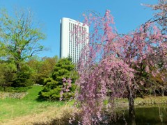 垂れ桜