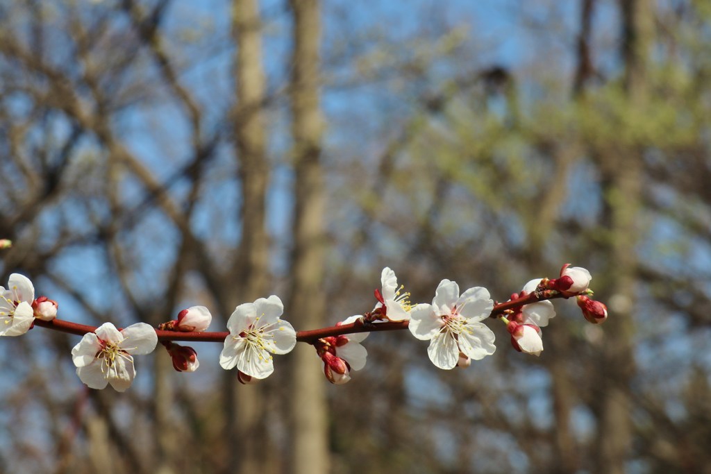 今日も花たち　平成最後撮り　5