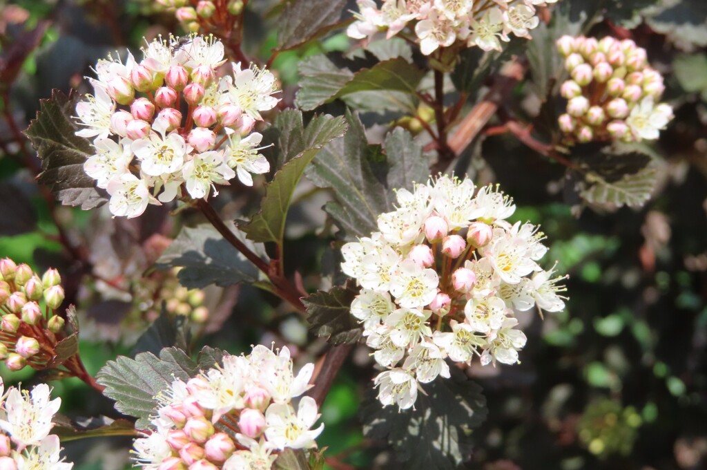 公園の木や花　９