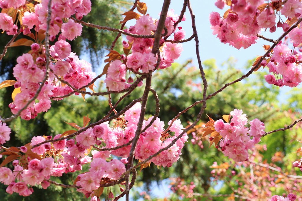 八重桜　Ⅲ