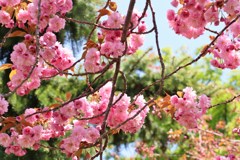 八重桜　Ⅲ
