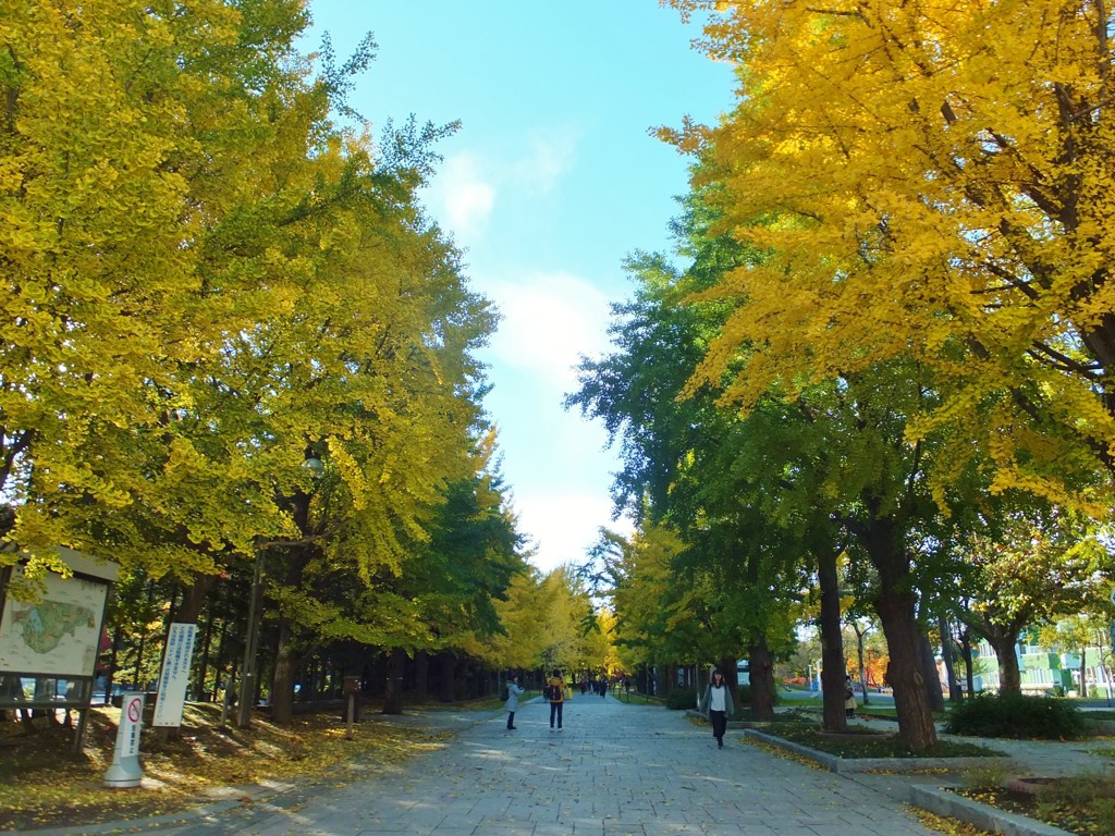 イチョウ並木　　中島公園