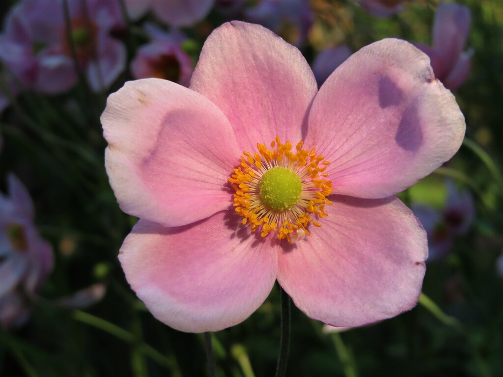 秋華　中島公園　４