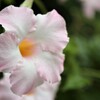 秋　花事情　２