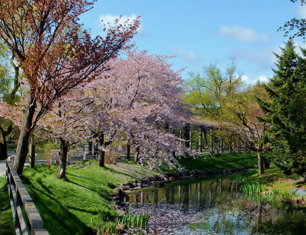 桜　　最後のあがき？