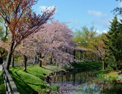桜　　最後のあがき？