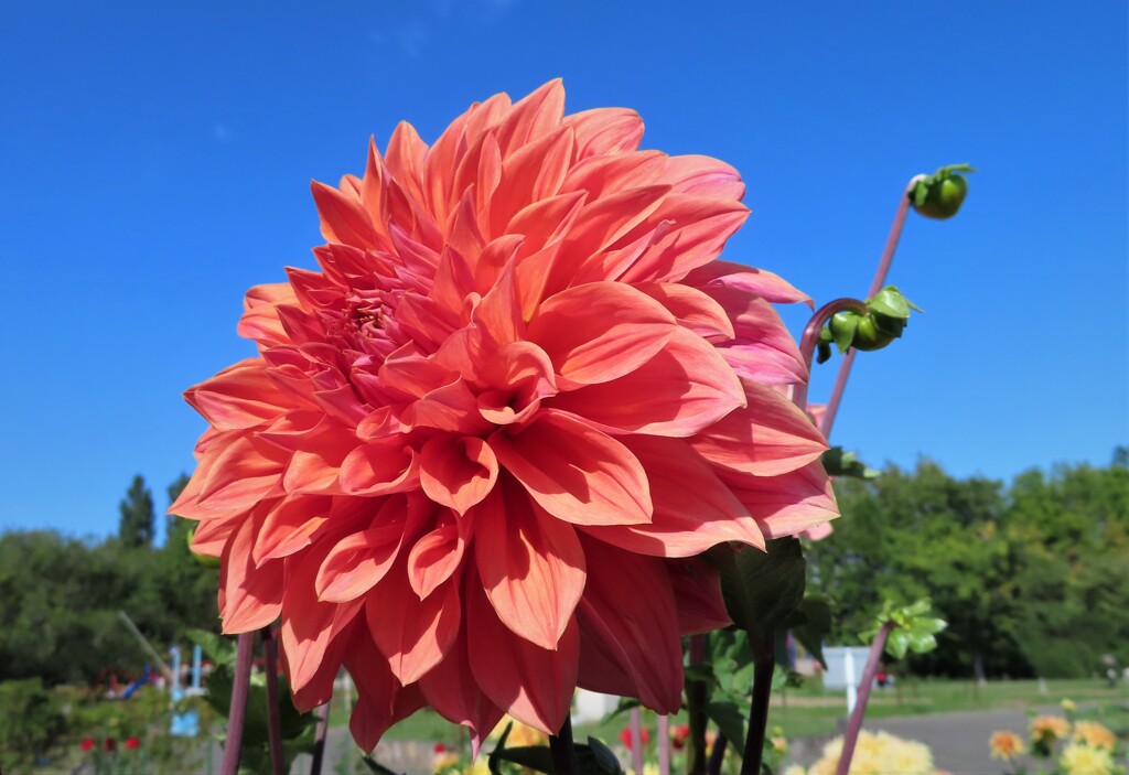 札幌　9月の花だよ　２