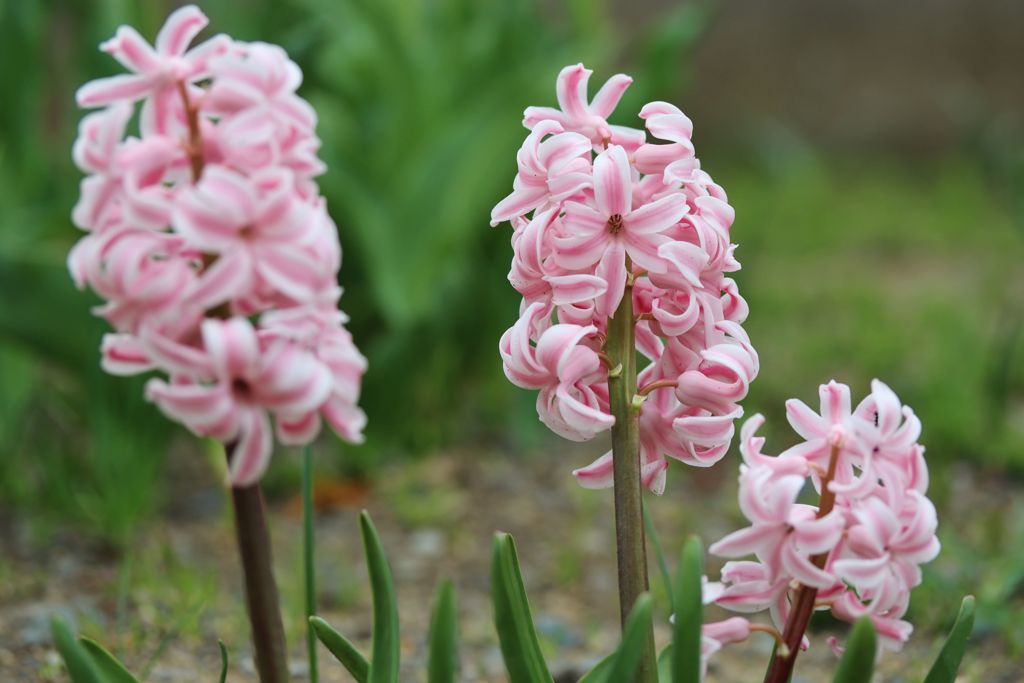 我家の庭から　Ⅰ