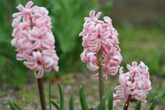 我家の庭から　Ⅰ