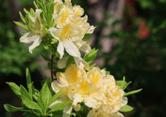 花　３