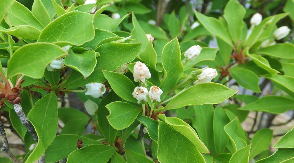 通勤路の草花　７