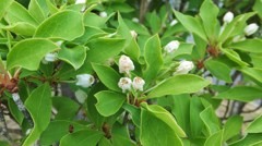 通勤路の草花　７