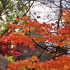 紅葉の向こうにレンガの塔