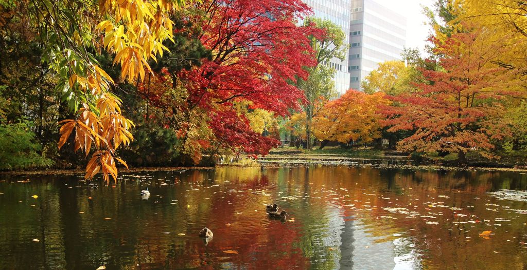 北海道庁前池の鴨と紅葉