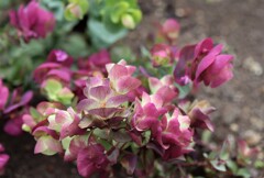 華々しい　９