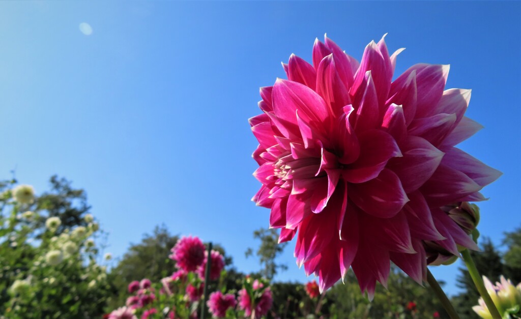 9月　札幌の花模様　３