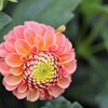 秋　花事情　３２