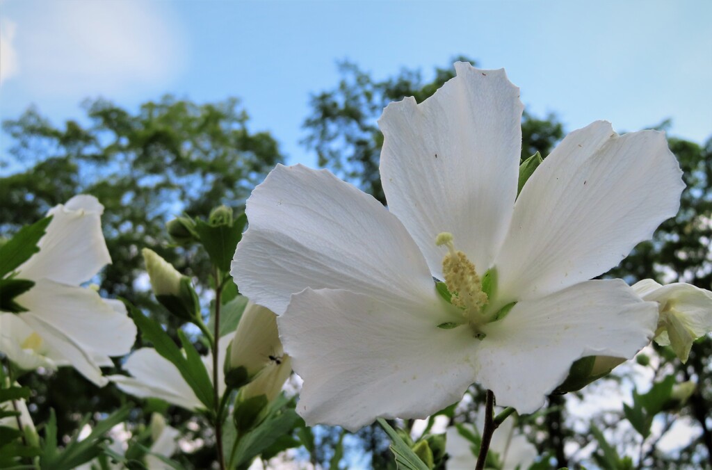 夏花　１