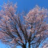 青に桜