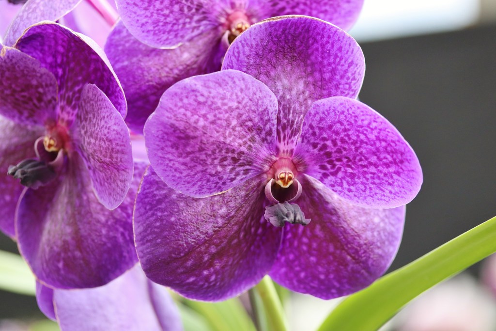 Greenhouse　flowers　Ⅱ