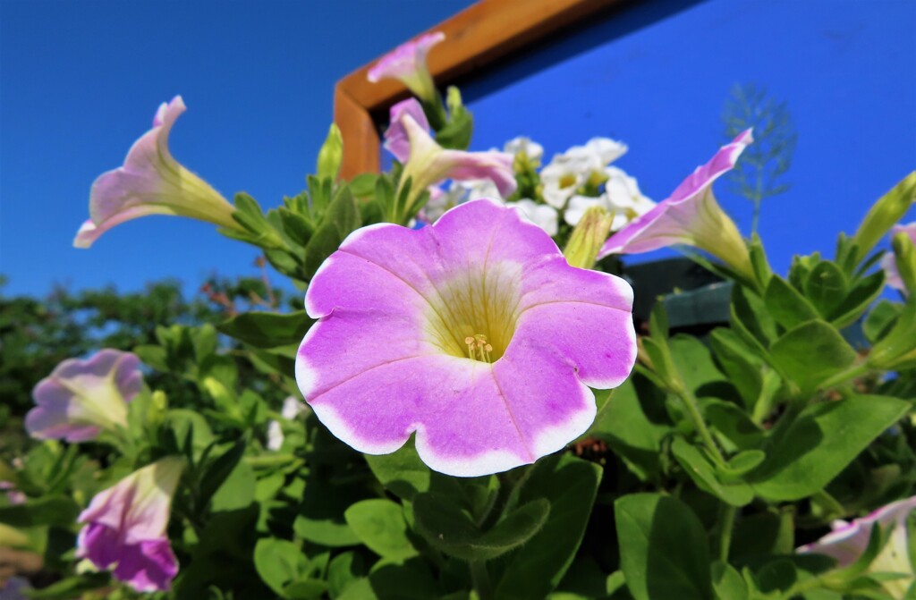 華