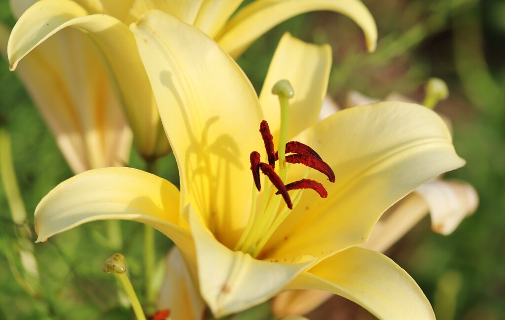 街の花たち　４