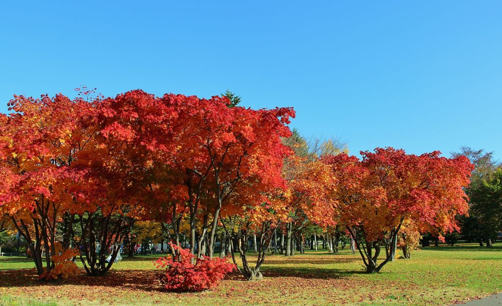 公園の秋