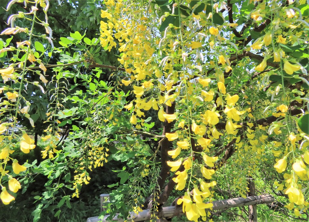 公園の木や花　１２