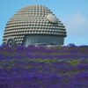 頭大仏とラベンダー　香りに包まれて