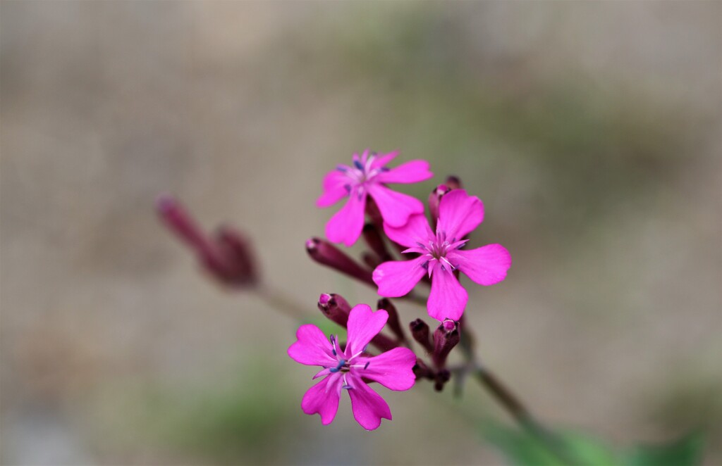 近隣の花　４