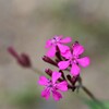 近隣の花　４