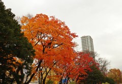 札幌の街　今秋最後のひと燃え　Ⅵ