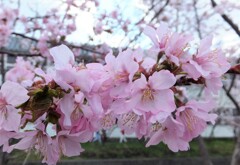 ５年前の桜　５