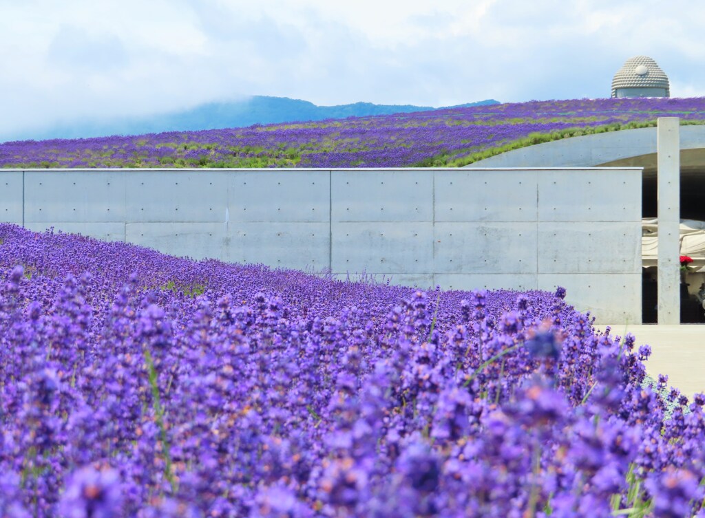 頭大仏とラベンダー　誘われて
