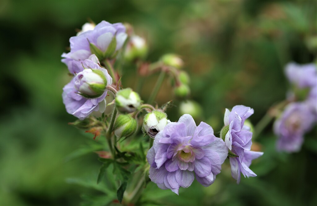 華々しい　１１