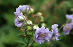 華々しい　１１