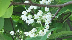 通勤路の草花　２