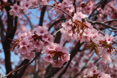 桜　8