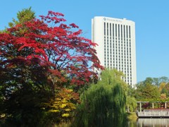 公園の紅葉　シンボルホテルと