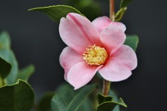 温室は春だった　淡ピンク