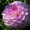 9月の花は、9月のうちに　２